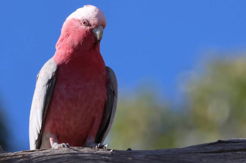 Pretty Pink Plumage