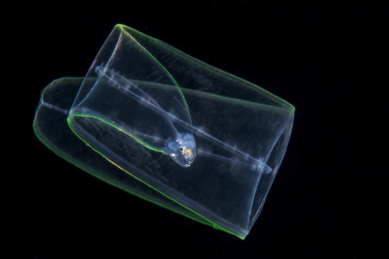 Origami Eel