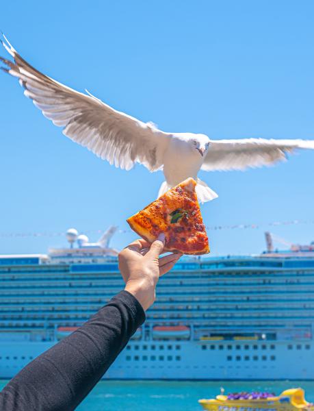 Maniac Gulls