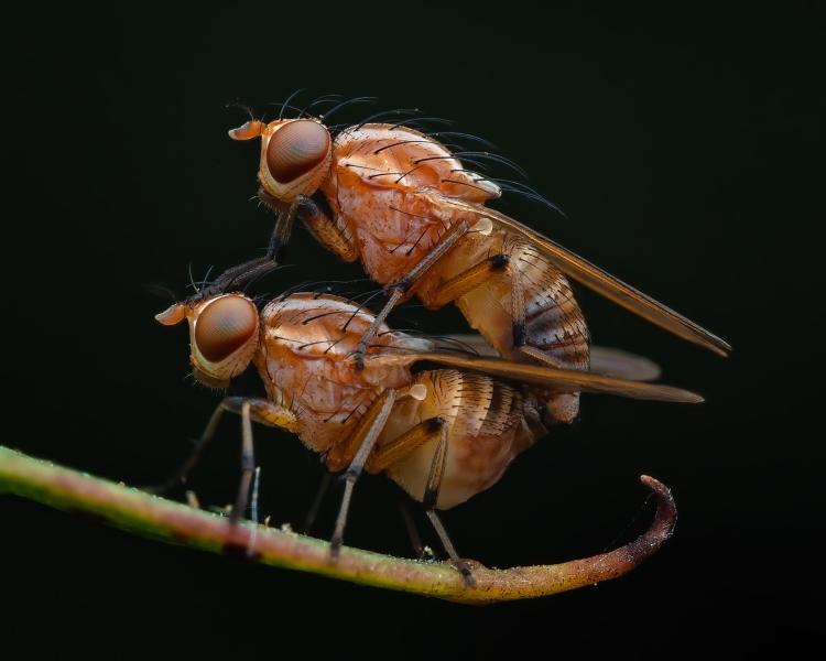 Double Decker