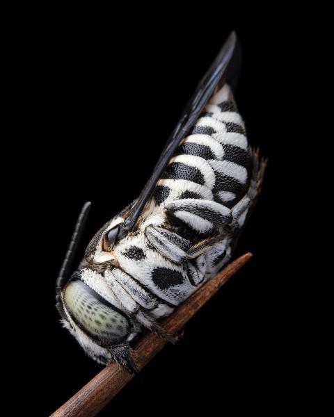 Sleeping cuckoo bee