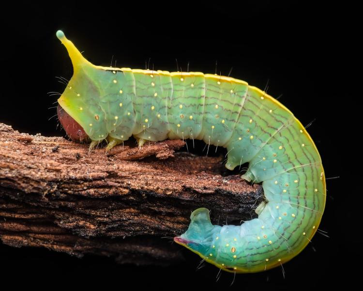 Hungry Caterpillar