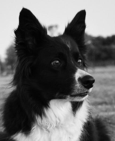 Jessie