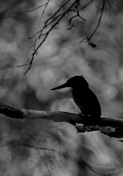 Kingfisher in the shadows