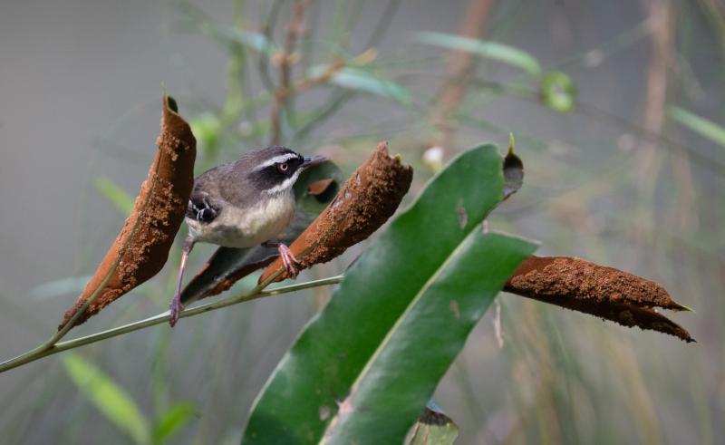 Whitebrowed Shrub Wren