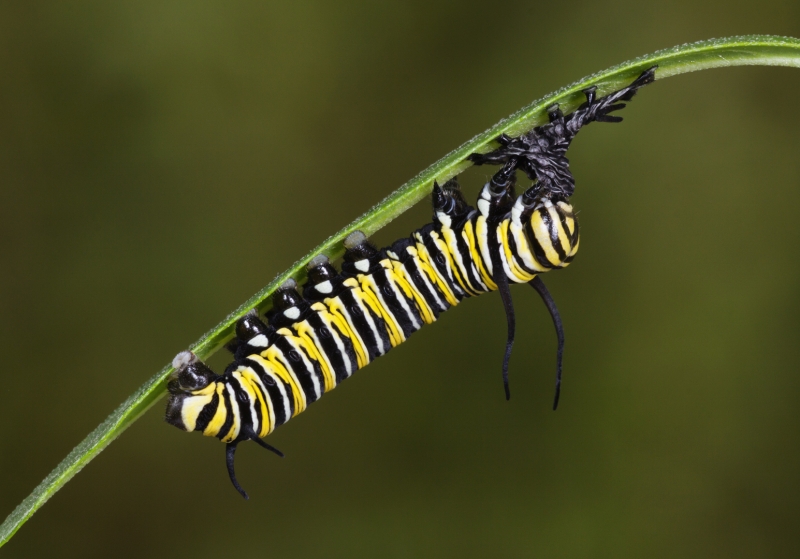 Danaus plexippus Eating Exuvia