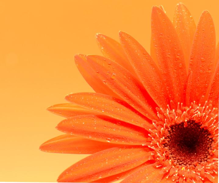 Vibrant Ginger