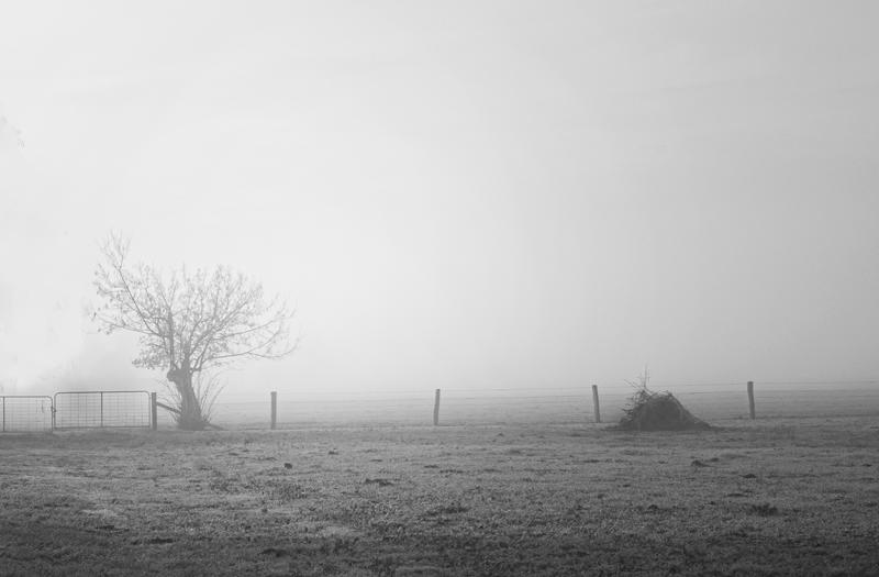 Frosty Morn