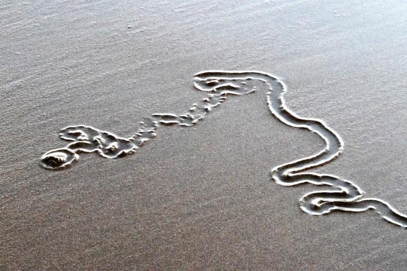 Sand Trail
