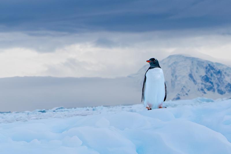 A15_020_Lone penguin