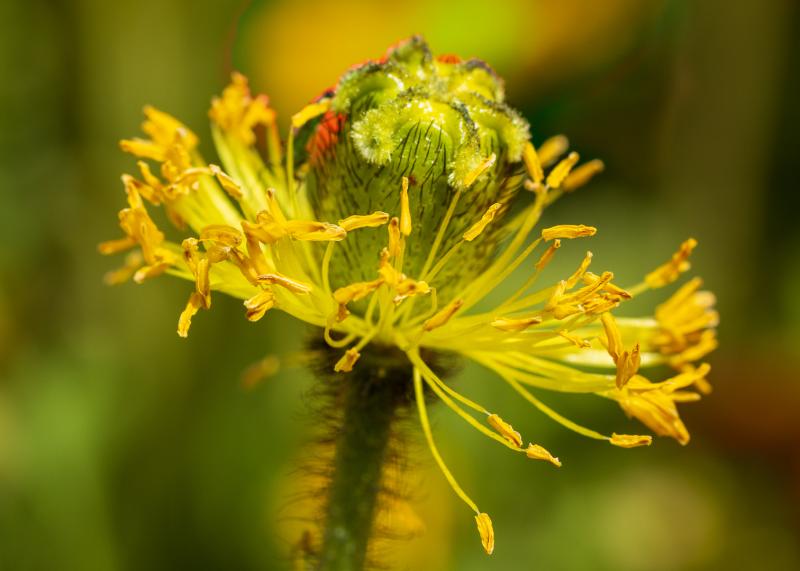 015_Delicate Seed Pods