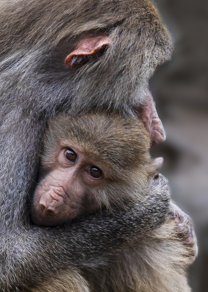 Hamadryas Baboon Cuddle