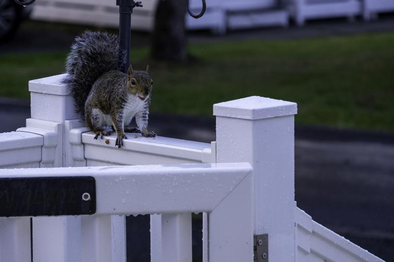 Squirrel enjoys his dinner