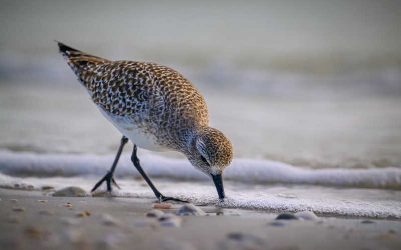 Sandpiper sifts the waters edge