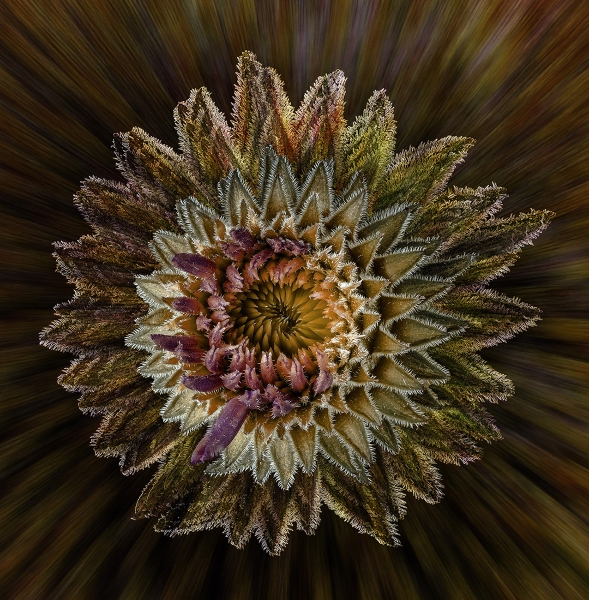 Explosive echinacea small