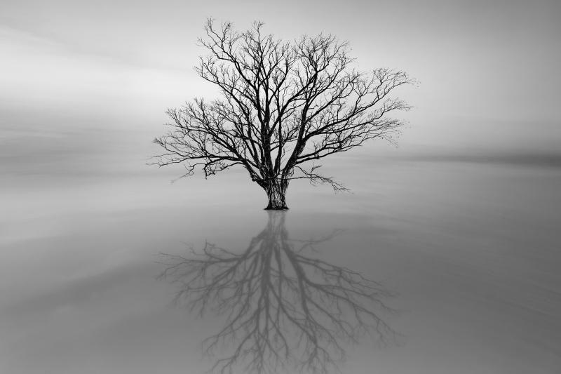 Lone Tree