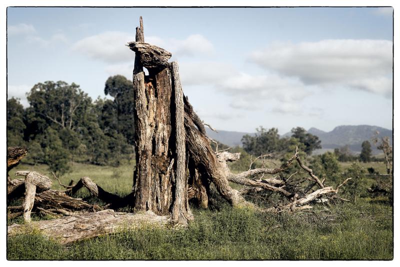 Dead tree