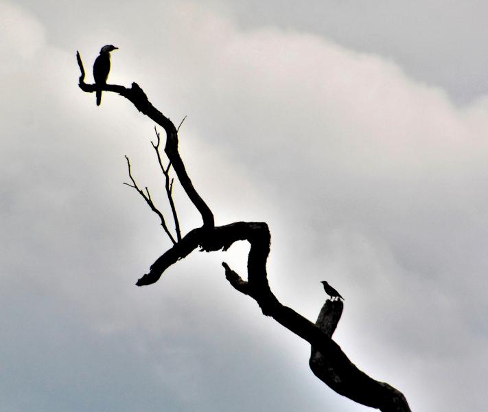 Birds on a Stick