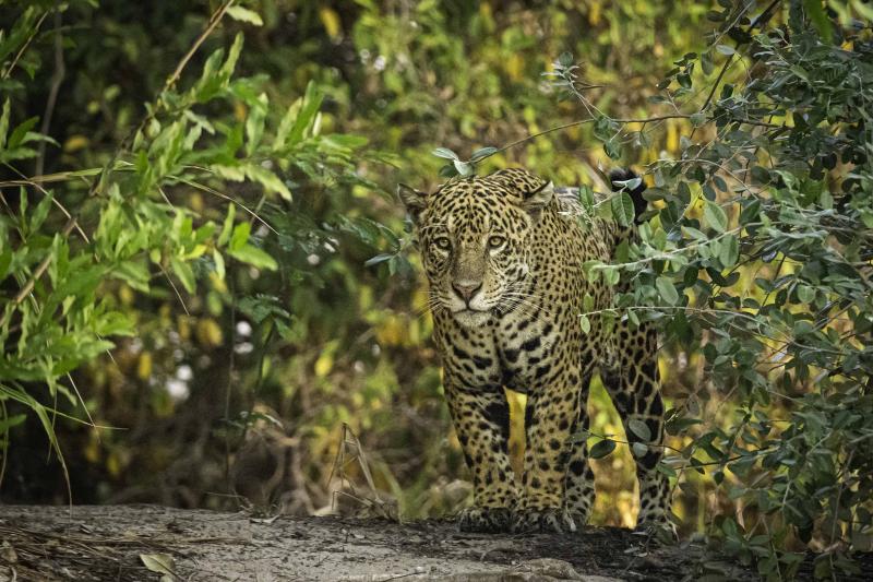 Jaguar 2