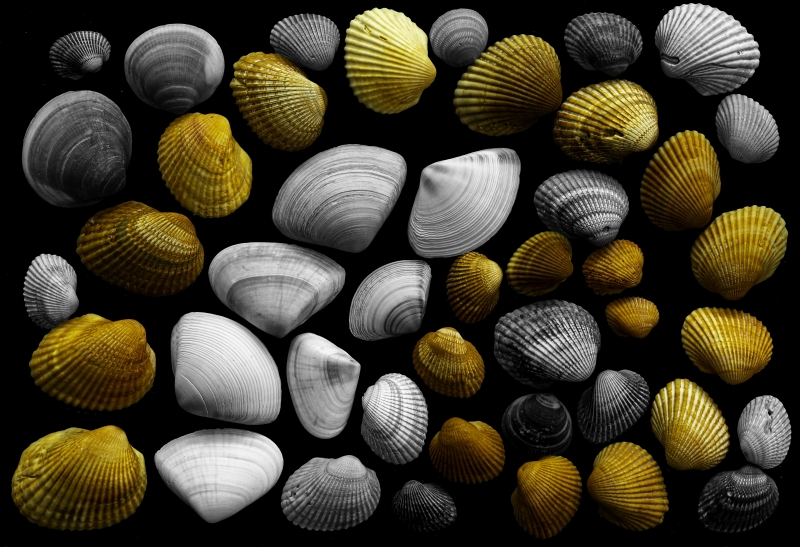 Fibonacci shells