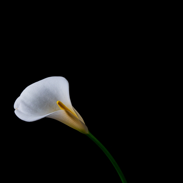 Arum Lily