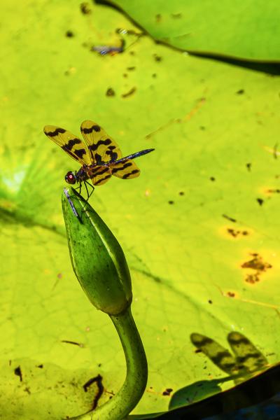Dragonfly