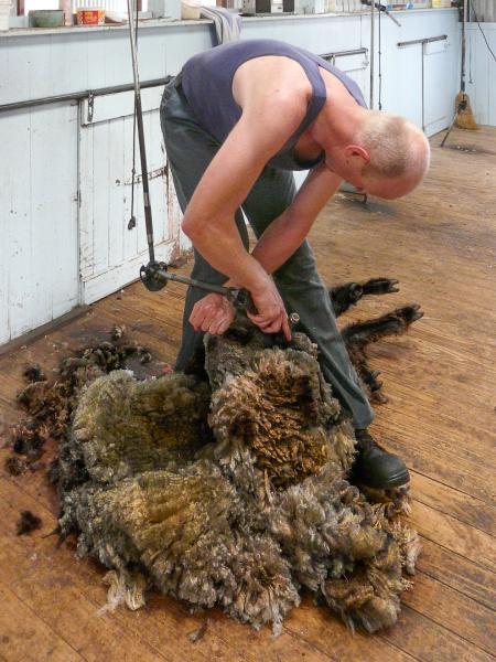 007_Have you any Wool