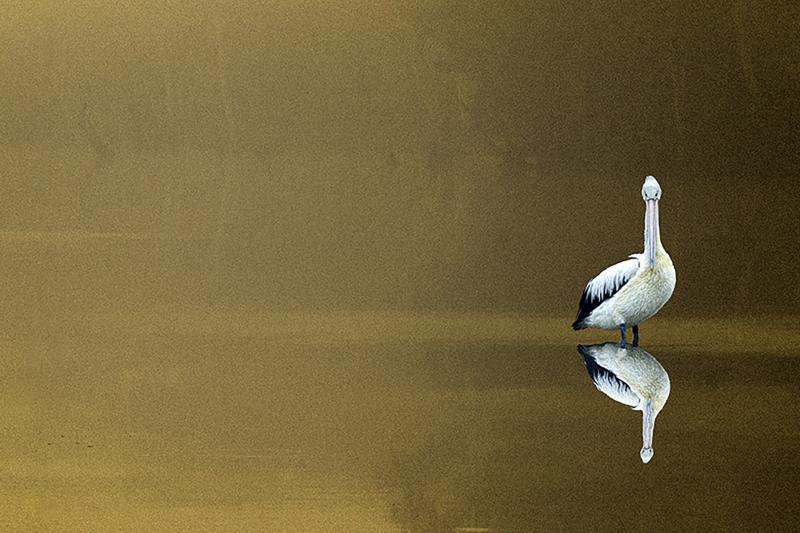 Lone Pelican
