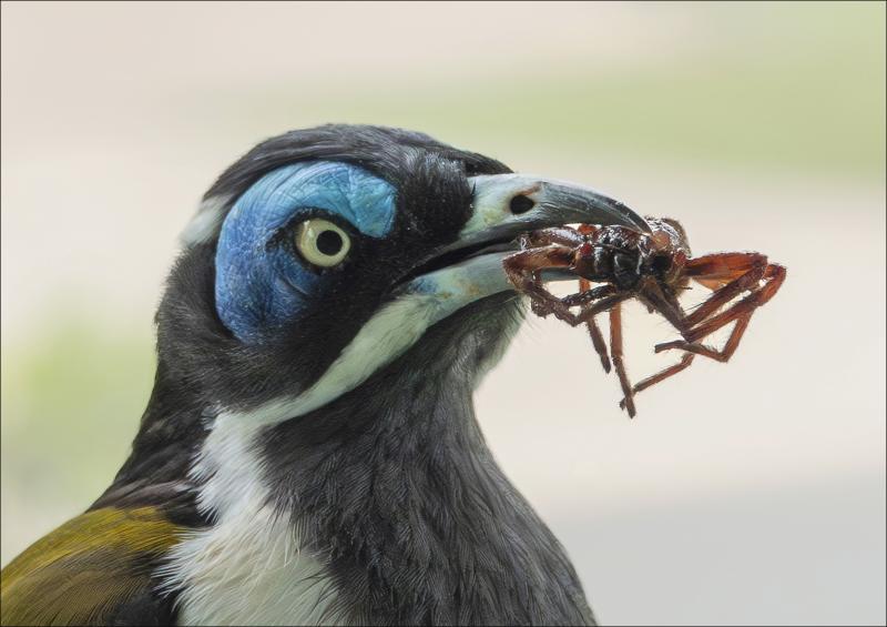 Just a Snack