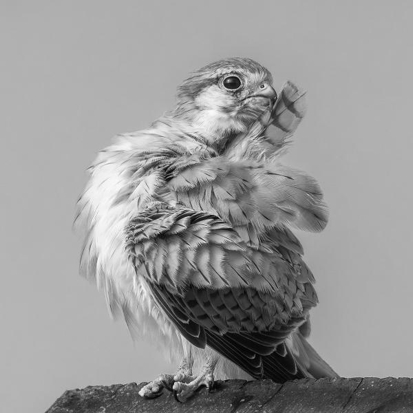Nankeen Kestrel Preening