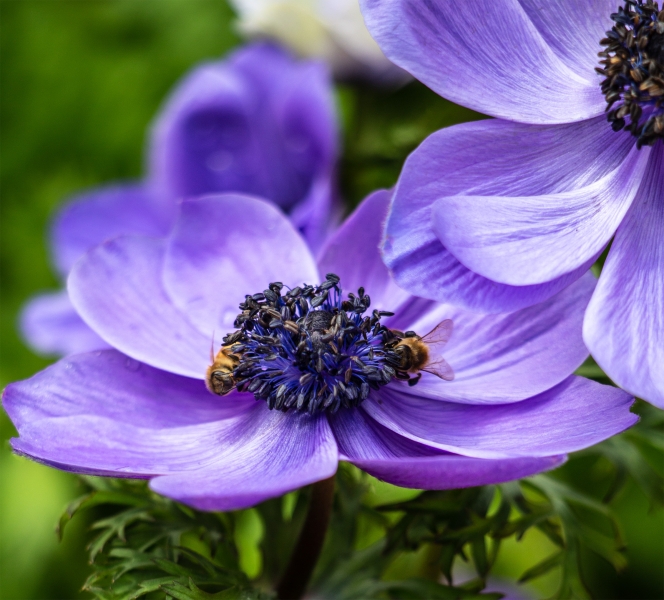 Bee delighted
