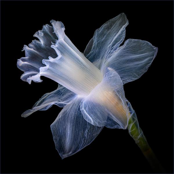 Daffodil