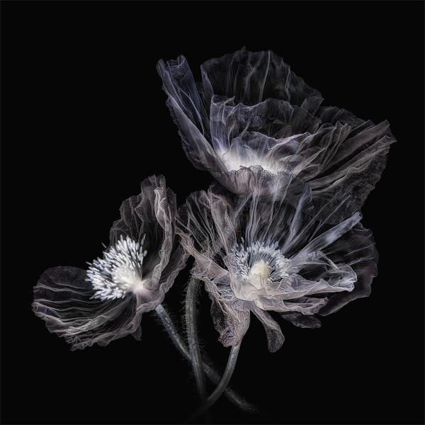 Three translucent poppies