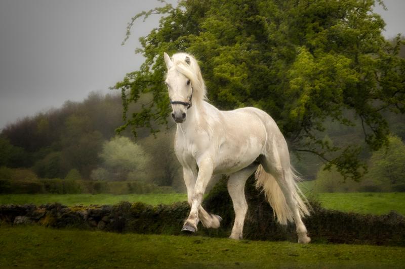 Misty morning frolic