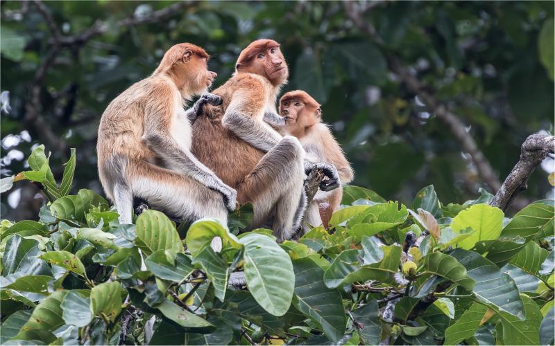 Proboscus Monkeys