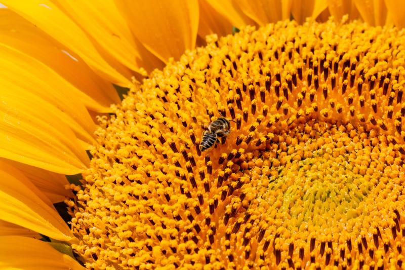 Hungry Bee