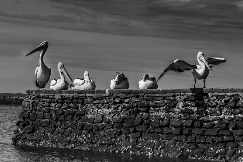 Pellicans on a wall