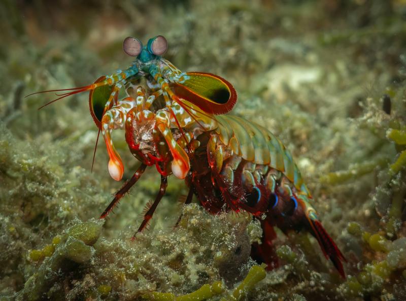 Mantis Shrimp