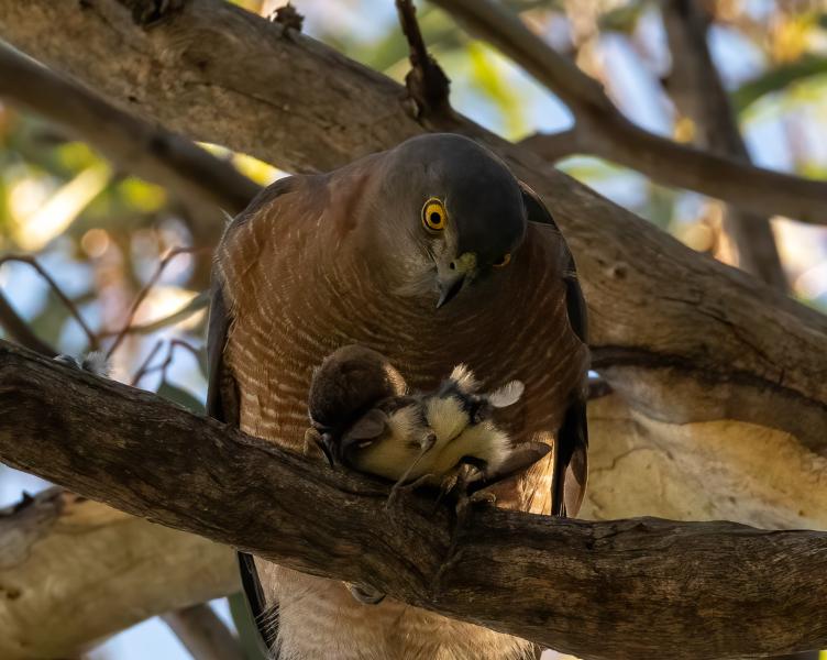 Sparrowhawk Breakfast