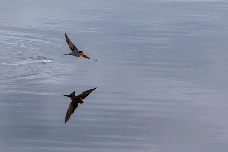 Shallow Reflection