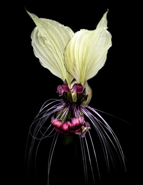 Bat Flower