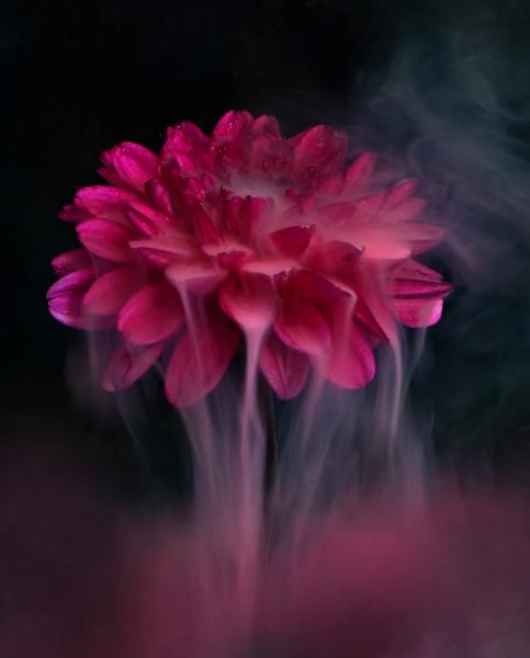 Veiled Beauty