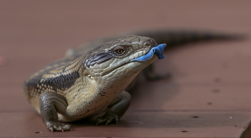 Blue Tongue Lizard