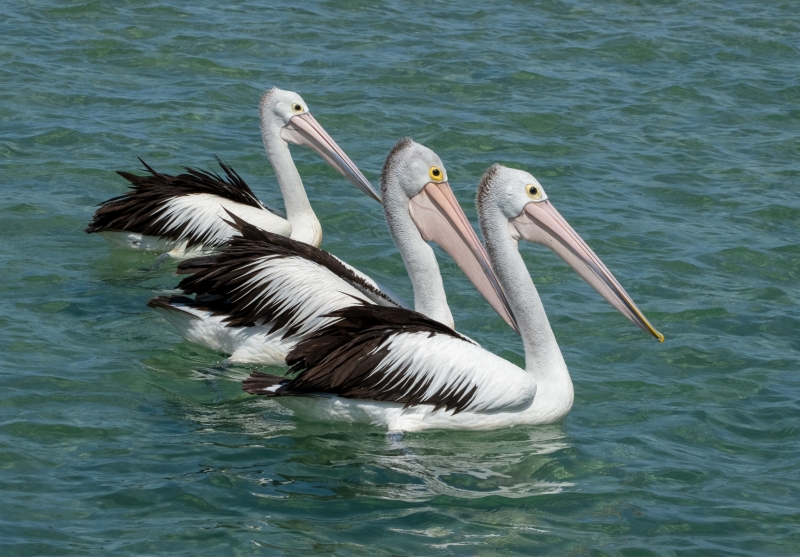 Pelicans in Line