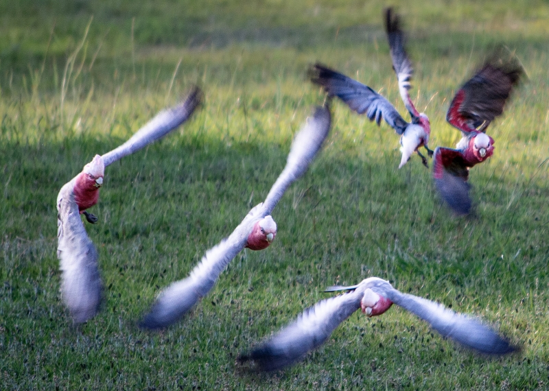Coming in for landing