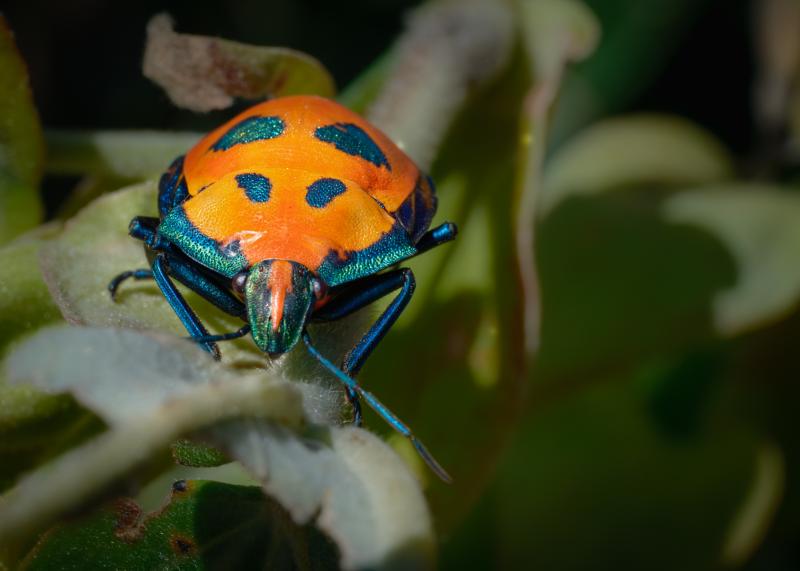 Beauty and the Beetle