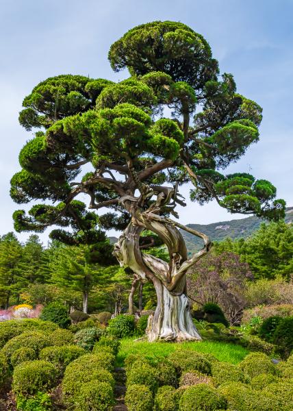 Jupiner Tree 9358