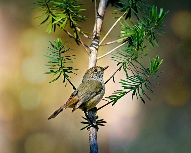 Bird Watching 9399