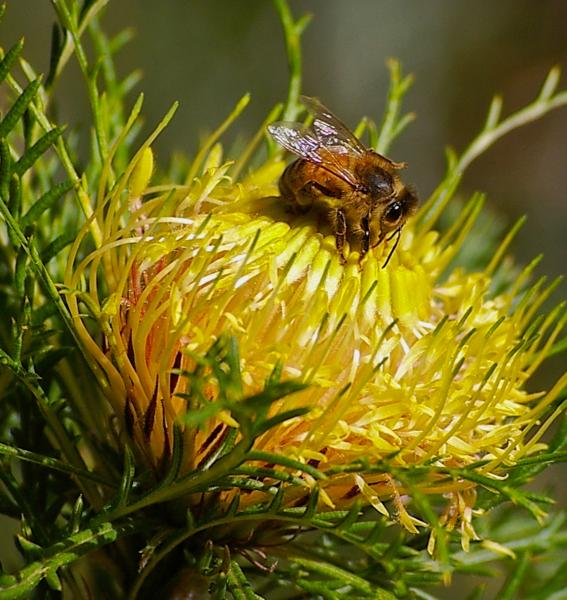 Isopogon anemonifolius