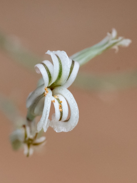 Flowering succulent